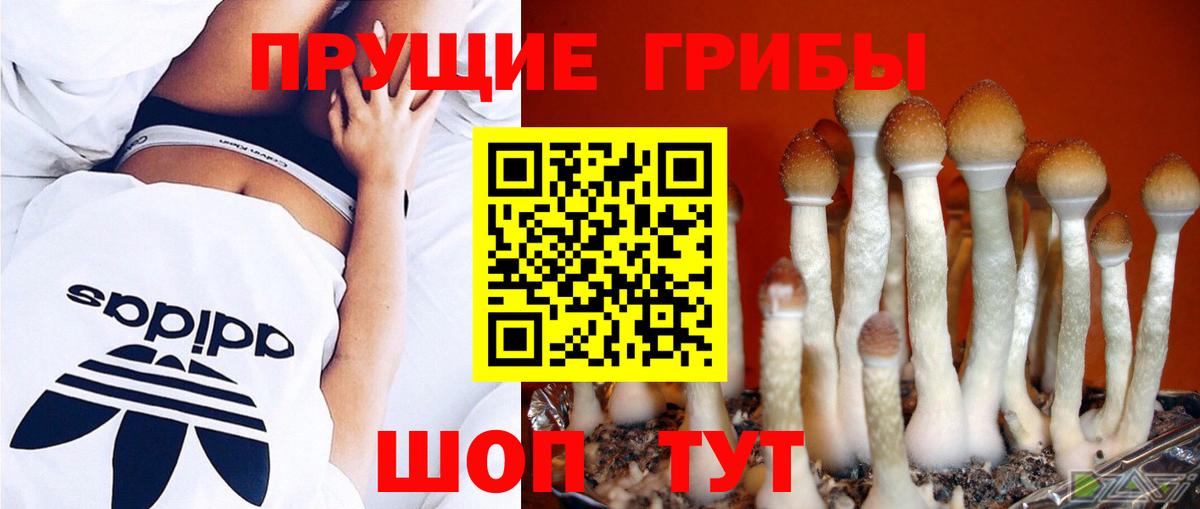 купить  сайты  Новотроицк  Псилоцибиновые грибы Cubensis 